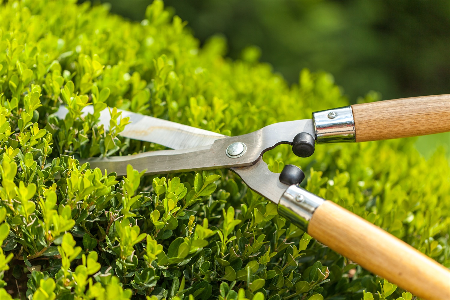 extreme-hard-pruning-japanese-boxwood-with-regrowth-results-youtube