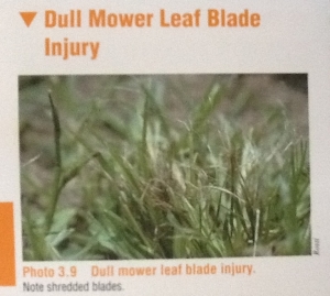 Dull Mower Blade Injury