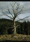 decaying tree