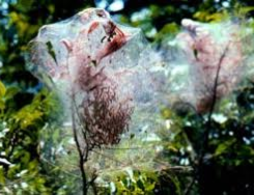 Fall Web Worm